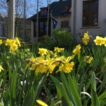 Villa jonquilles